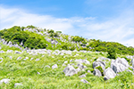 写真：平尾台