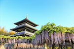 写真:吉祥寺の藤